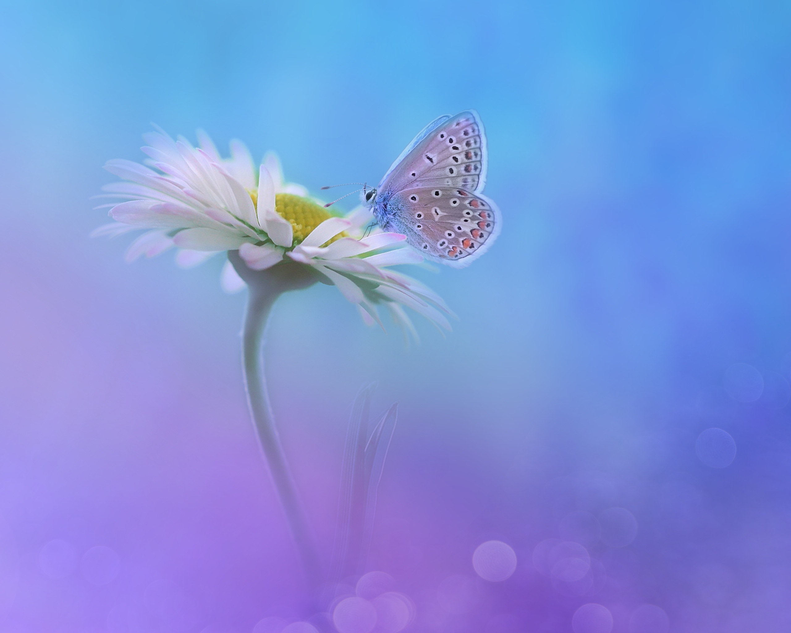 butterfly 4001x4000 2047