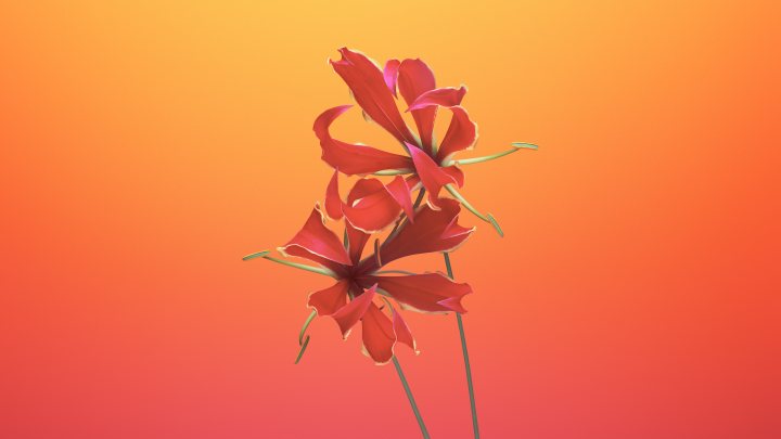 flame lily