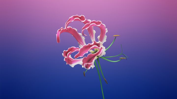 floral