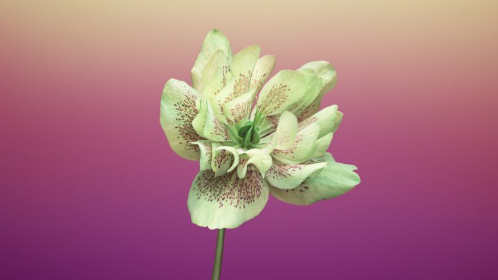 floral