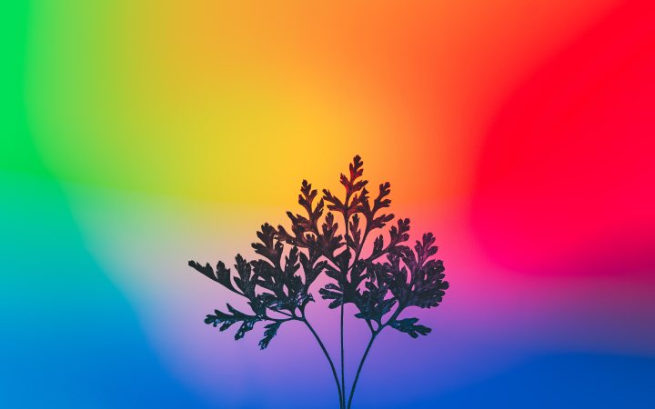 herbal plant
