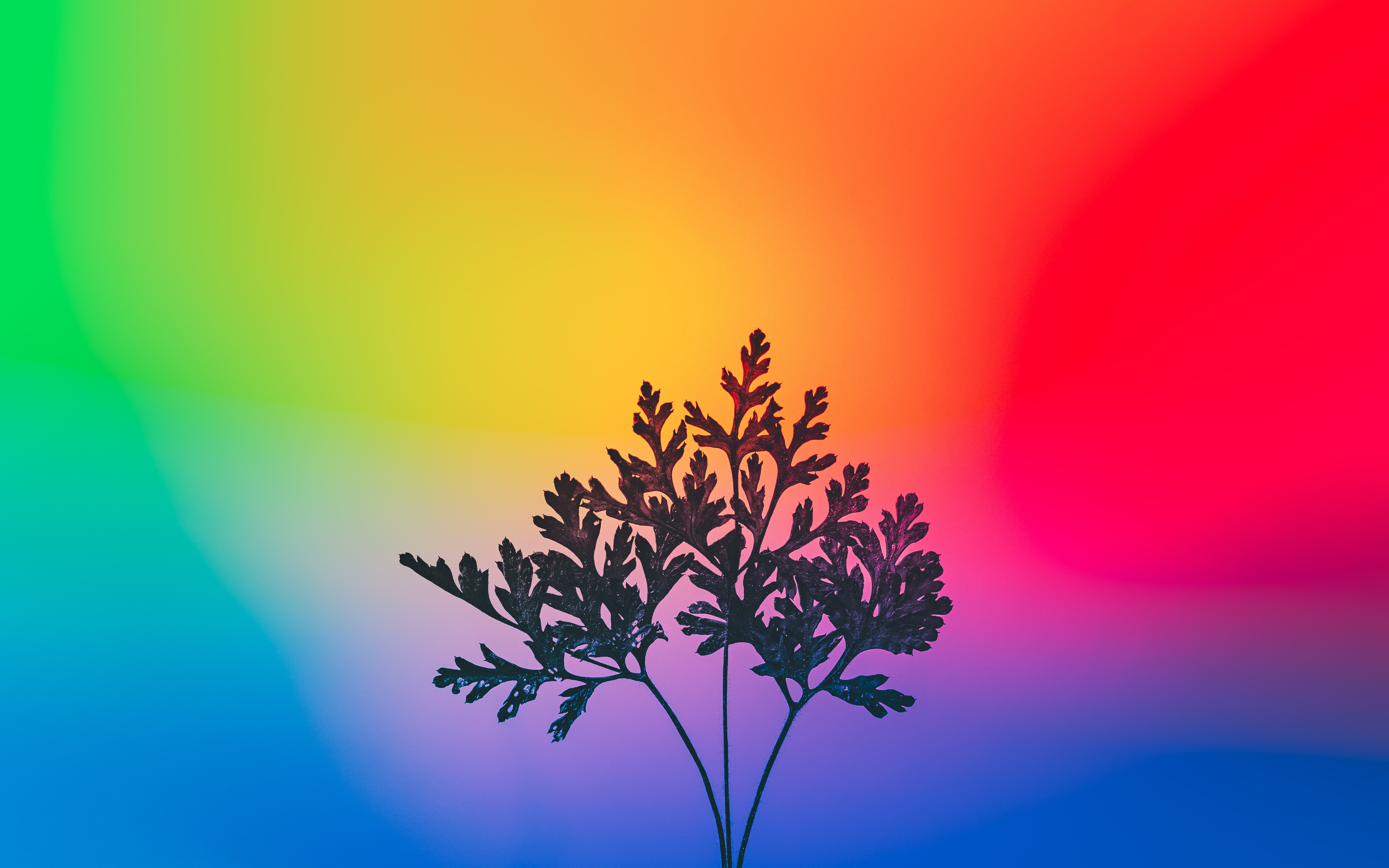 herbal plant