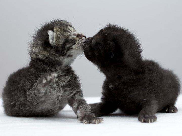 playing kittens 4k wallpaper 4731x3154 23521