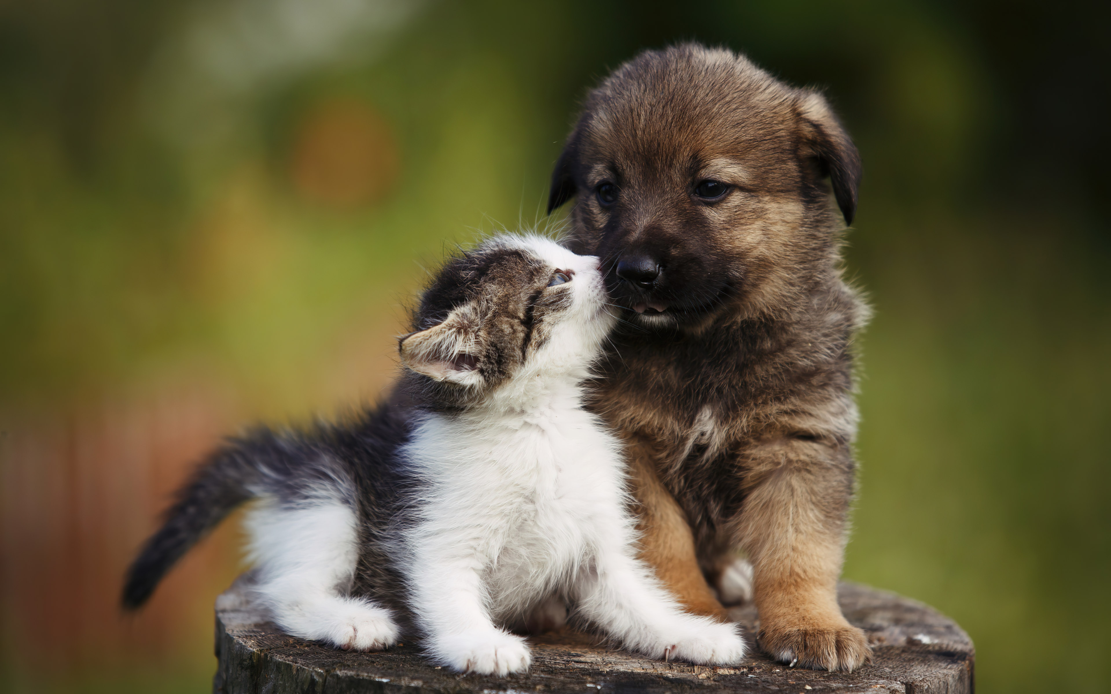 cute puppies 3840x2561 17393