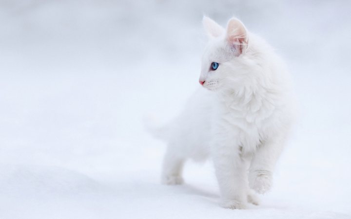 white kitten wallpaper 4k 3840x2743 23515