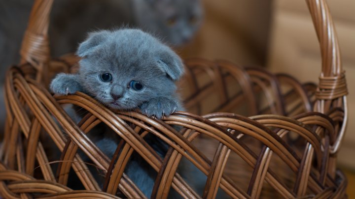 russian blue kitten 5197x3465 5906
