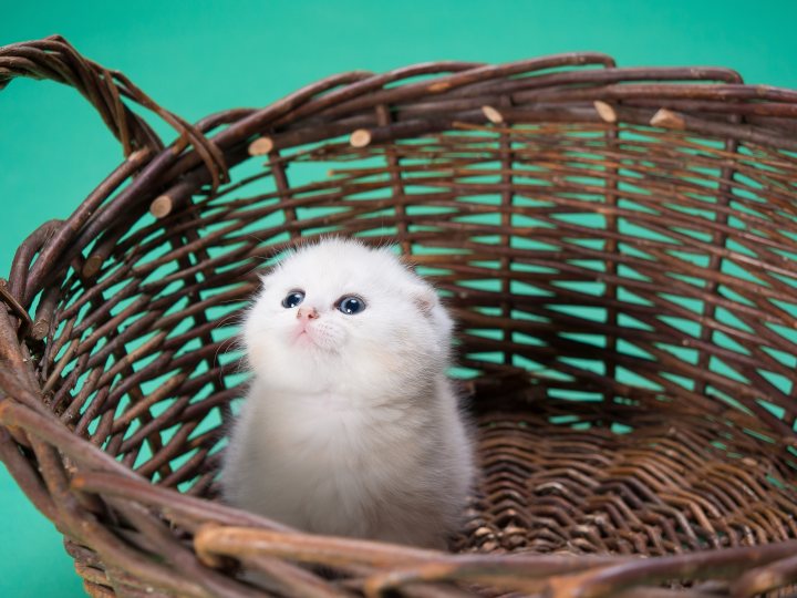 white cat 4608x3456 2369