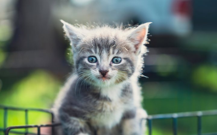 kitten 4k wallpaper 3840x2743 23520