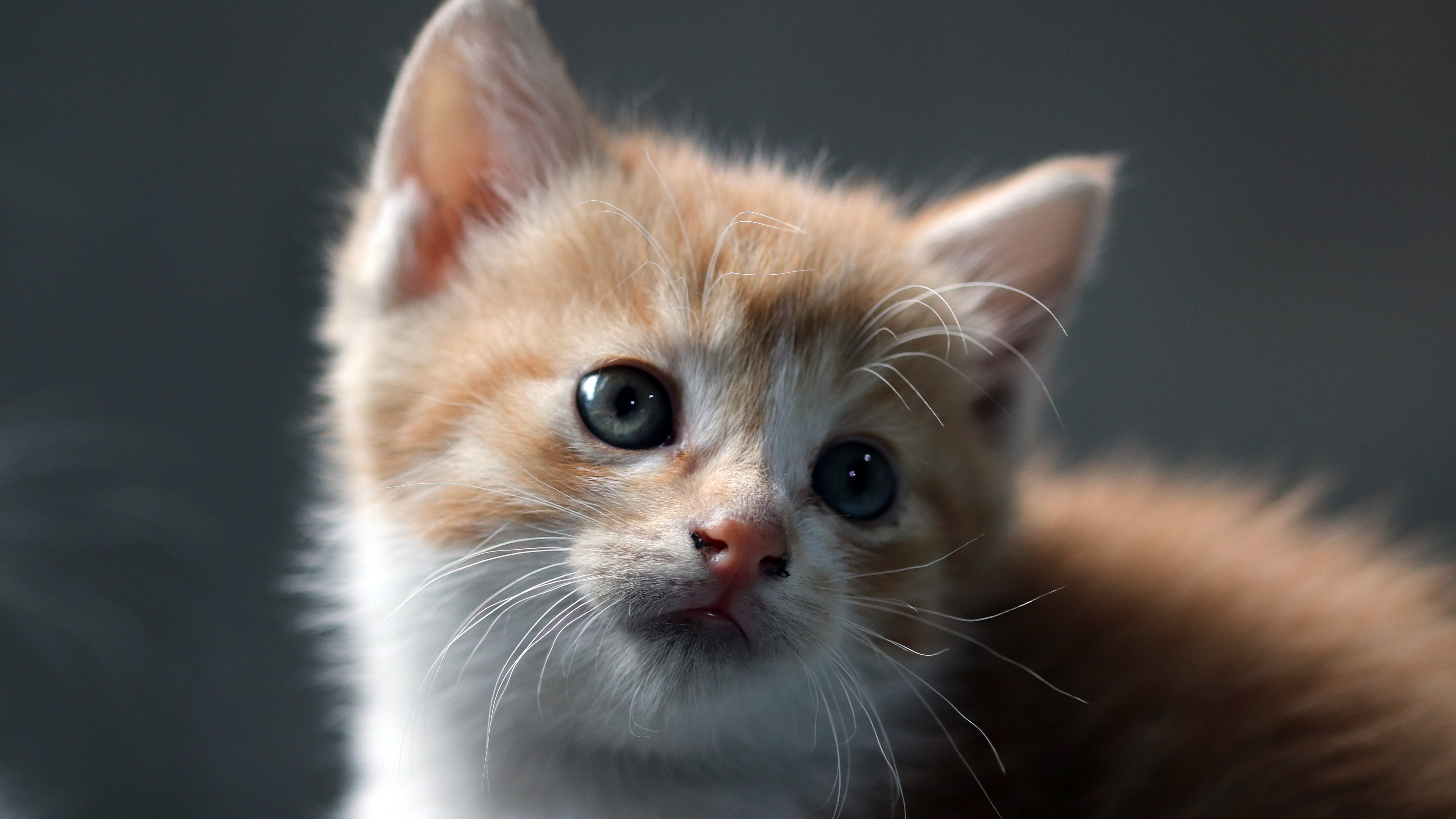 cat 6000x4000 3528
