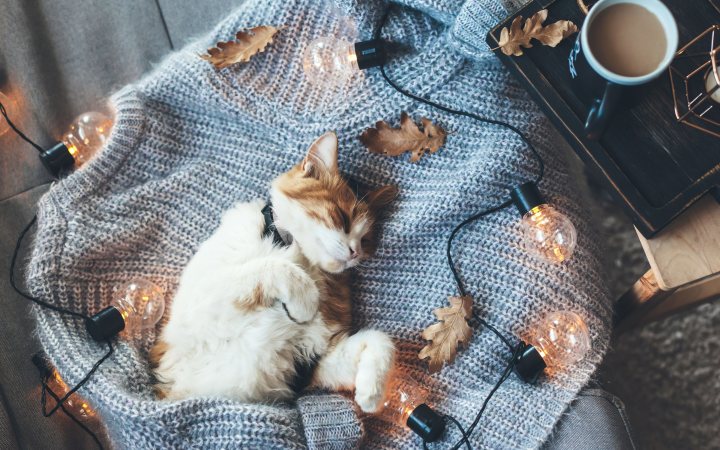 cute sleeping kitten 4k wallpaper 3840x2743 23522