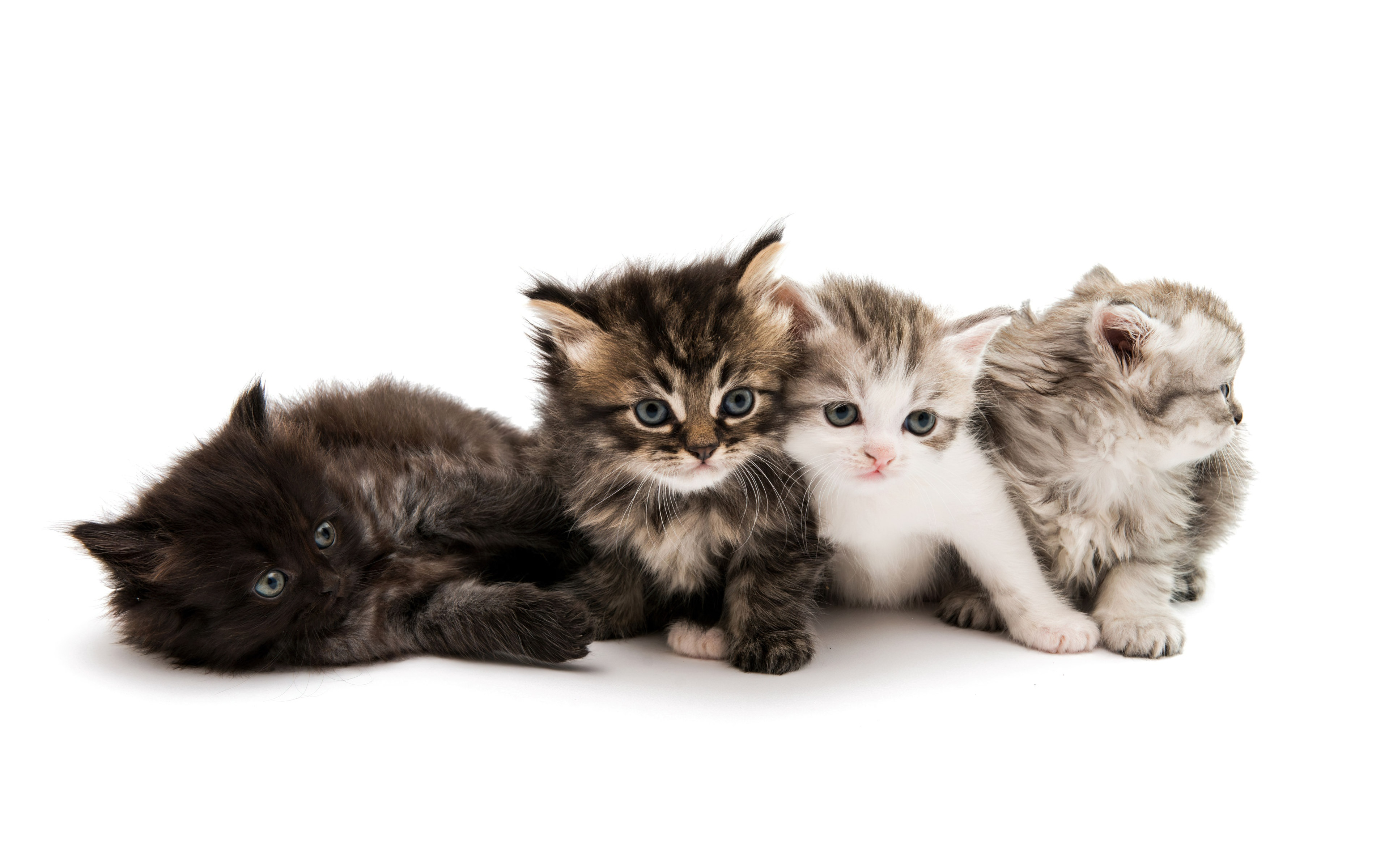 kittens 4k wallpaper 3840x2743 23517