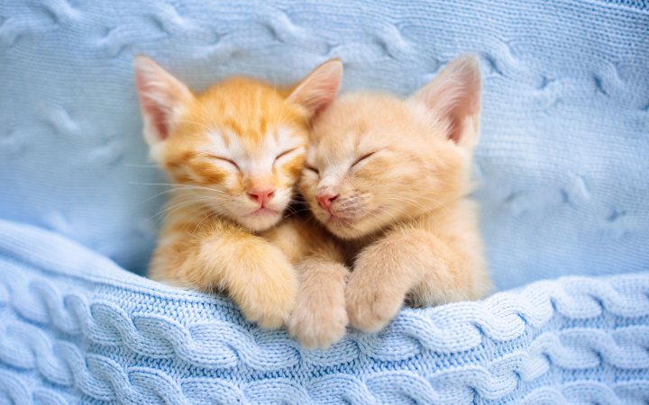 cute sleeping kittens 3840x2743 23510