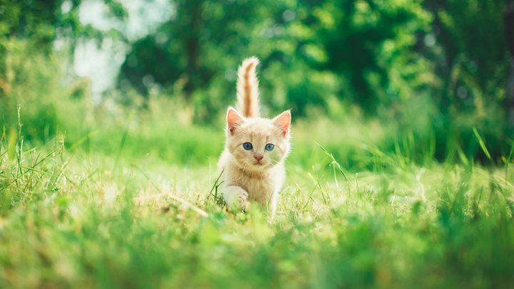 kitten 6000x4000 4172