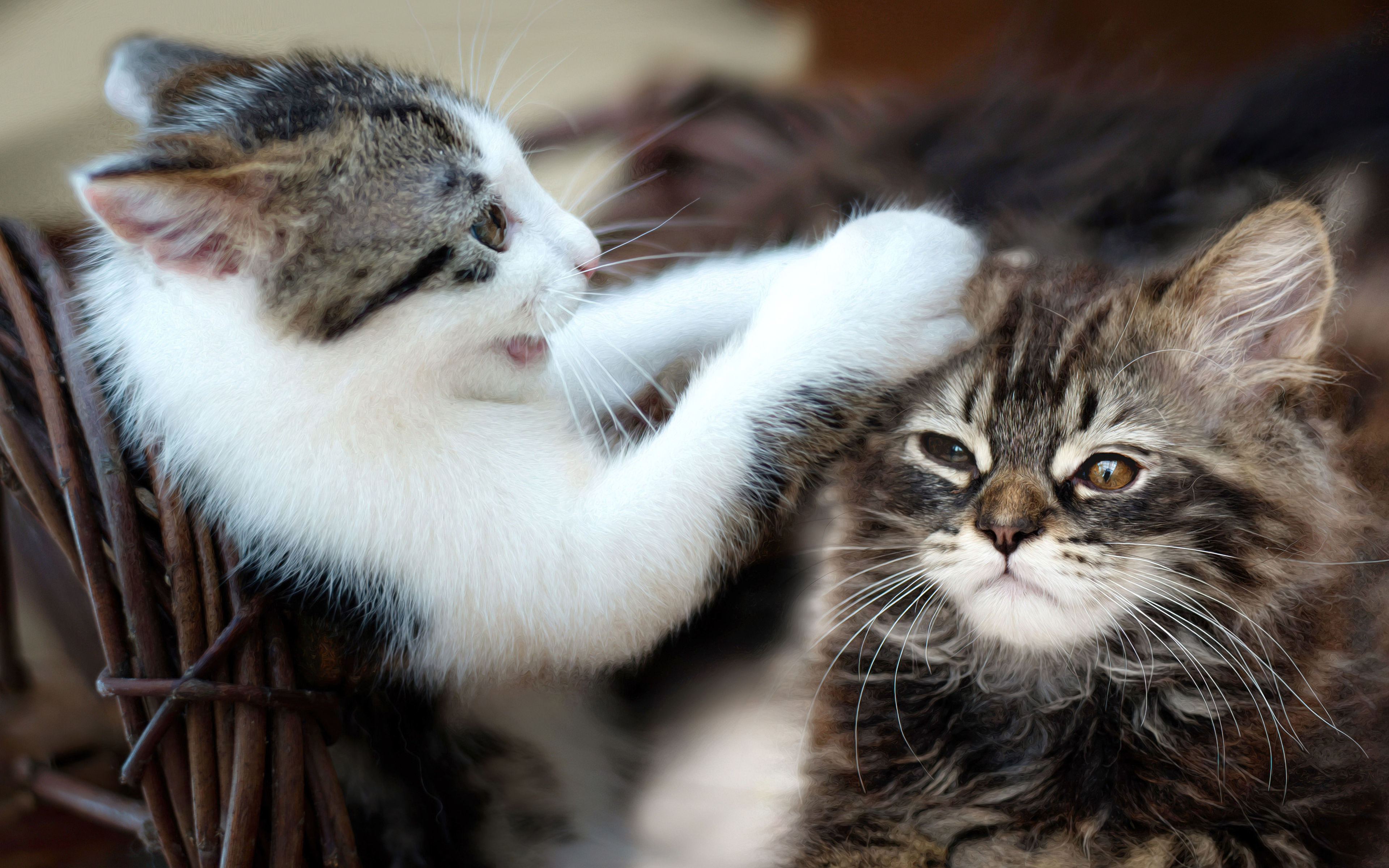 playing kittens 3840x2743 23518