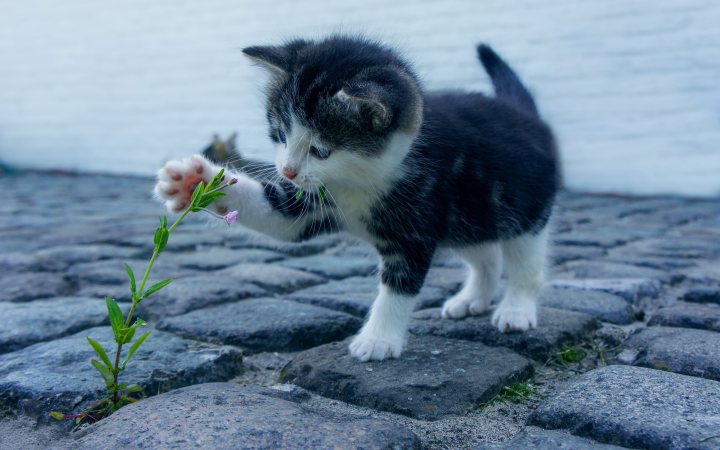 kitten 4592x3056 1200