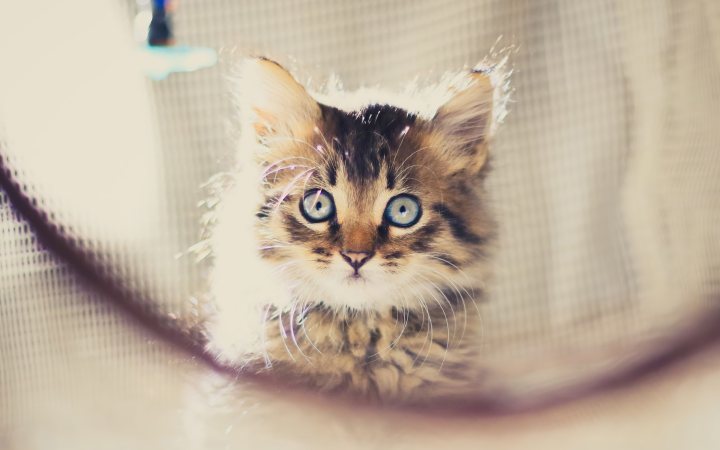 cute kitten 4k wallpaper 3840x2743 17475