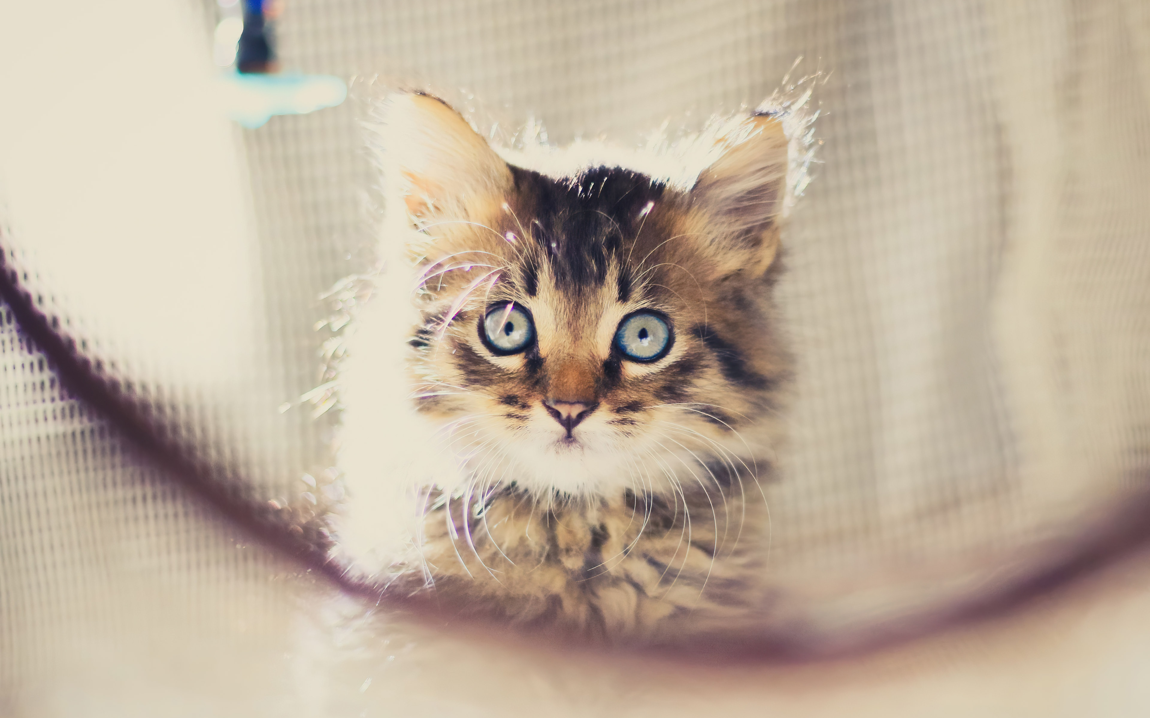 cute kitten 4k wallpaper 3840x2743 17475