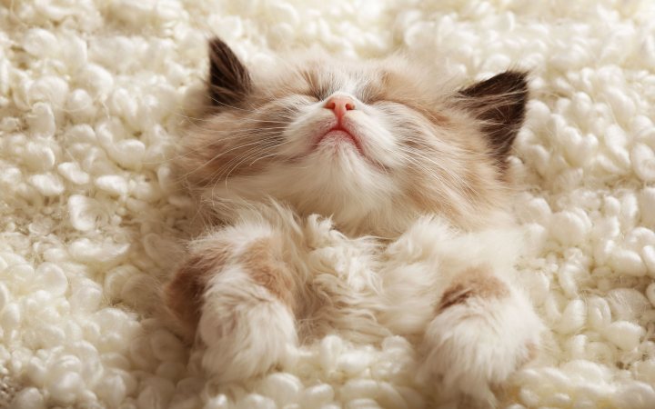 sleeping kitten 3840x2743 23514