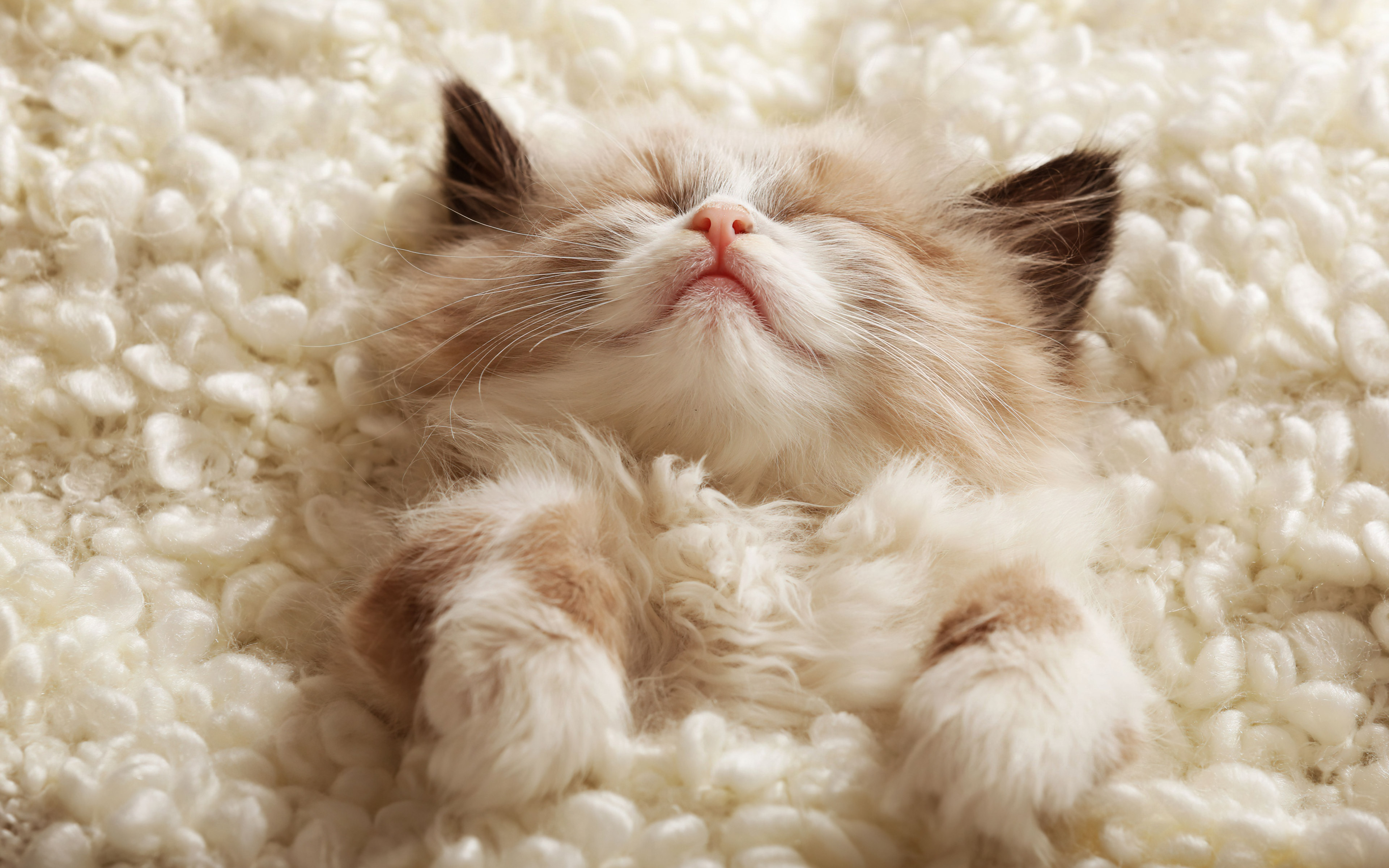 sleeping kitten 3840x2743 23514