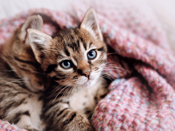 kitten 5k wallpaper 4925x3283 23509