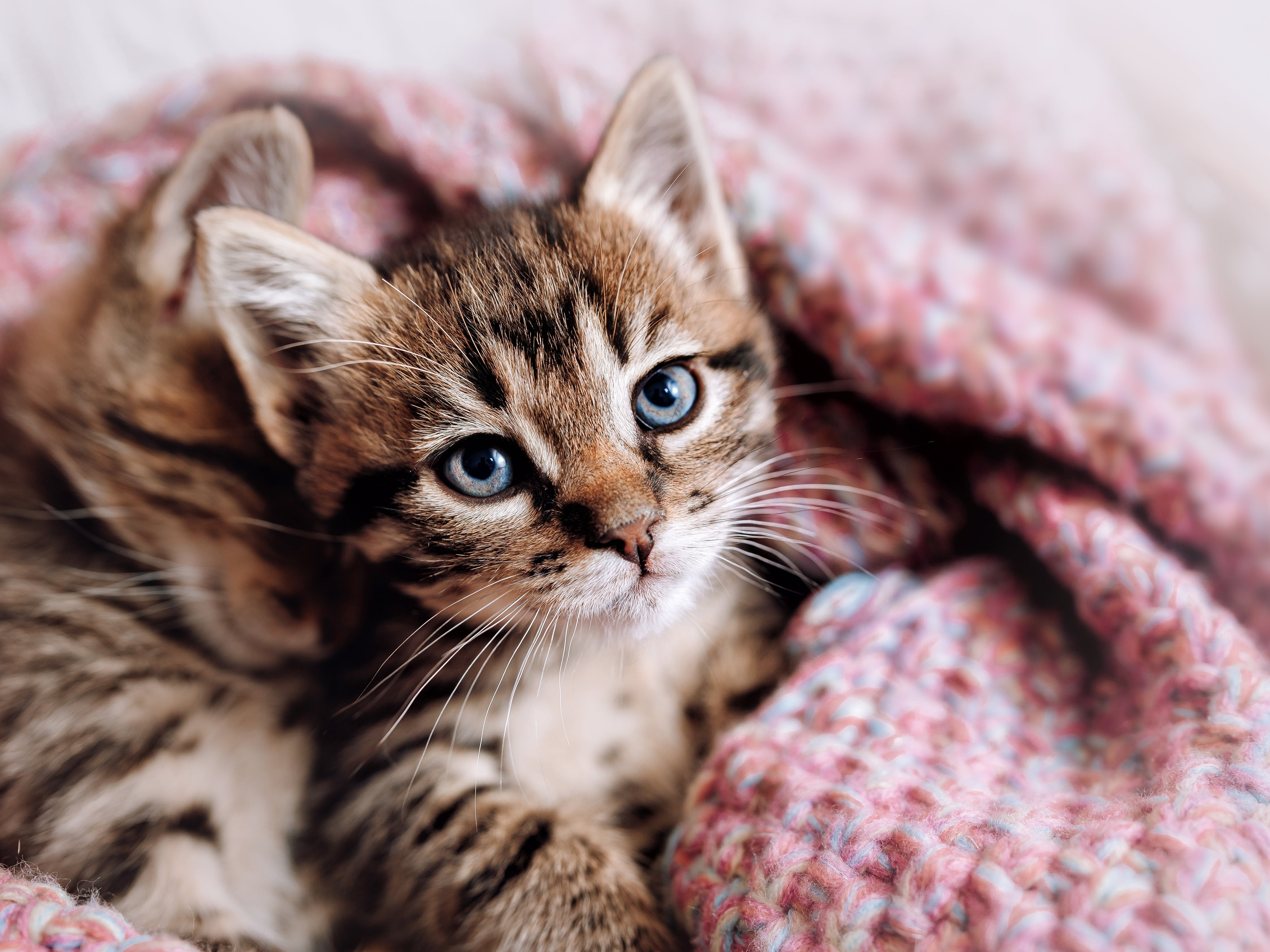 kitten 5k wallpaper 4925x3283 23509