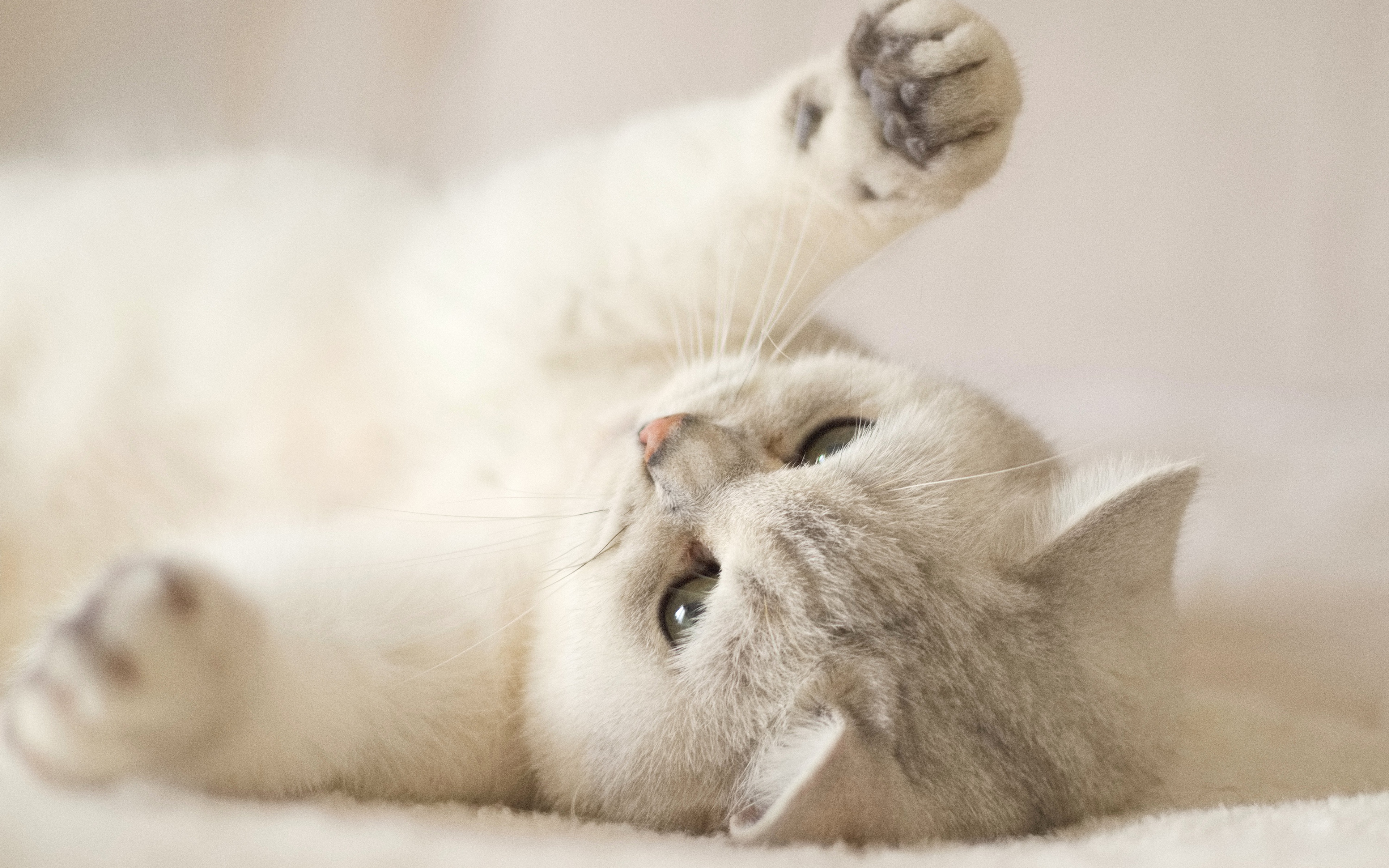 cute kitten 3840x2560 137