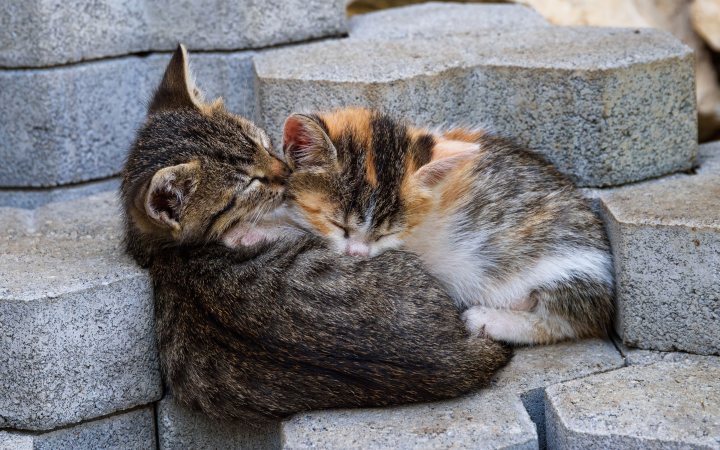 sleeping kitten wallpaper 3840x2743 23512