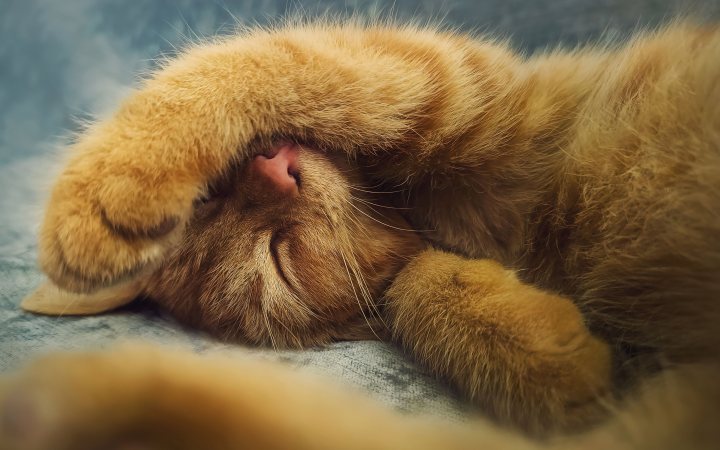 cute kitten 3840x2743 23511