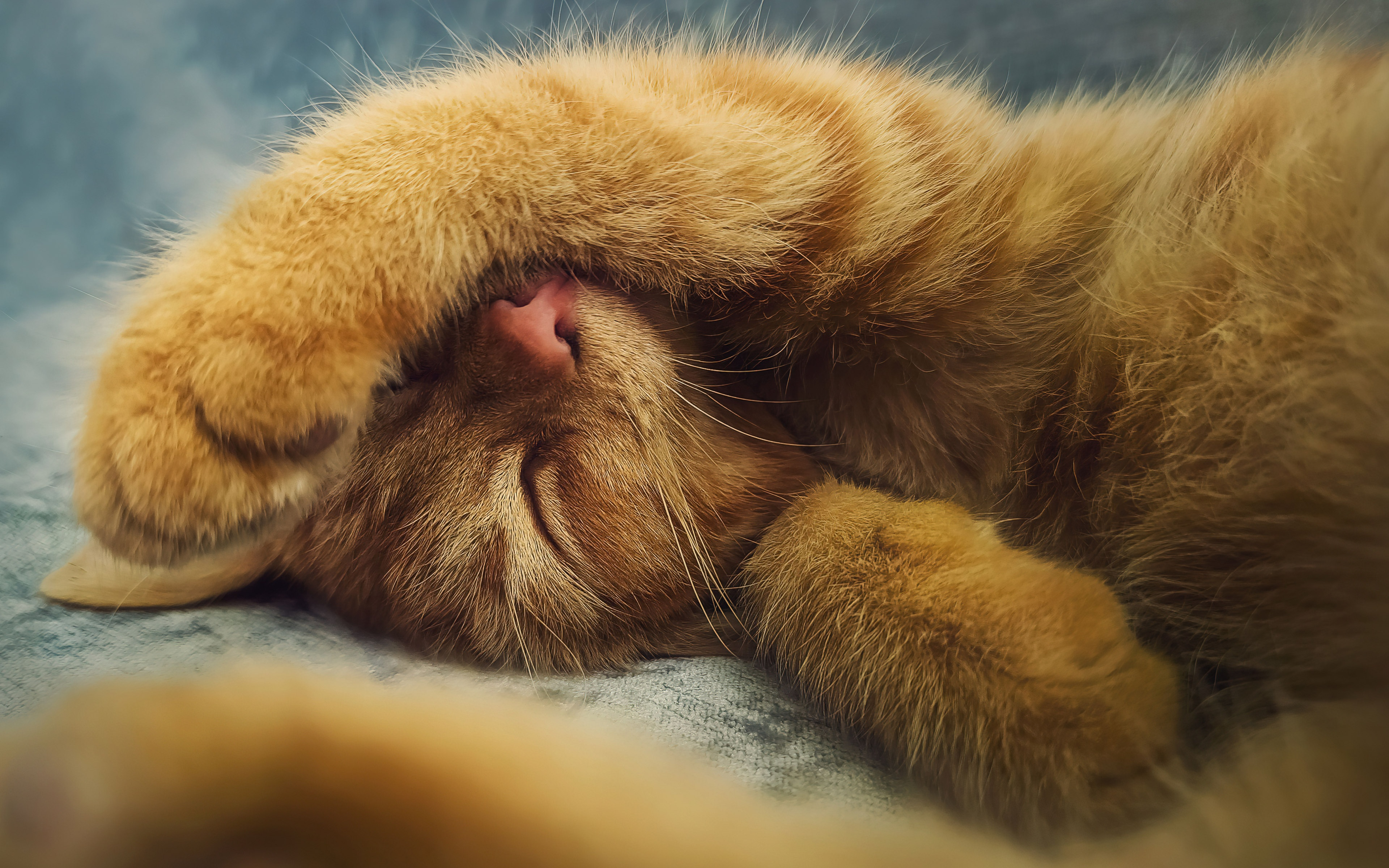 cute kitten 3840x2743 23511