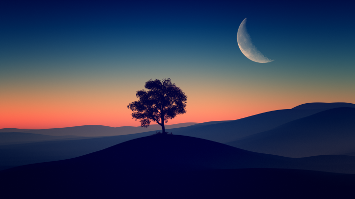 solitude tree